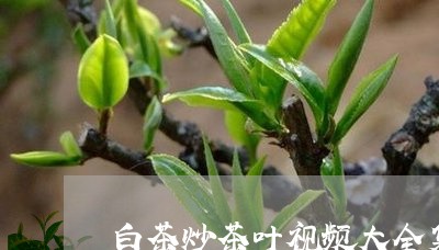 白茶炒茶叶视频大全集/2023100725149