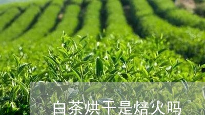 白茶烘干是焙火吗/2023080379493