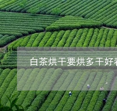 白茶烘干要烘多干好看/2023100706158