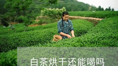 白茶烘干还能喝吗/2023080352706