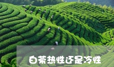 白茶热性还是冷性/2023080329594