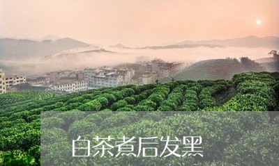 白茶煮后发黑/2023052049304