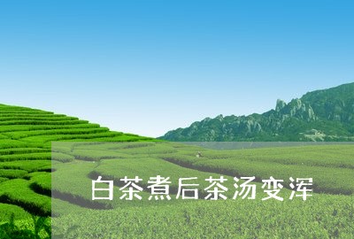 白茶煮后茶汤变浑/2023080212626