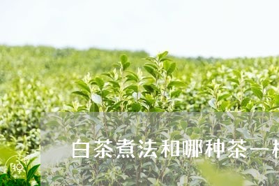 白茶煮法和哪种茶一样/2023100723848