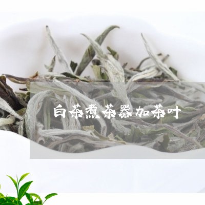 白茶煮茶器加茶叶/2023080245071