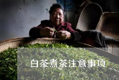 白茶煮茶注意事项/2023073138583