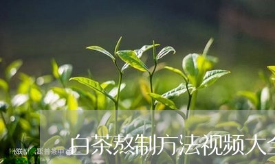 白茶熬制方法视频大全窍门/2023110643937