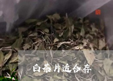 白茶片适合存/2023052052504