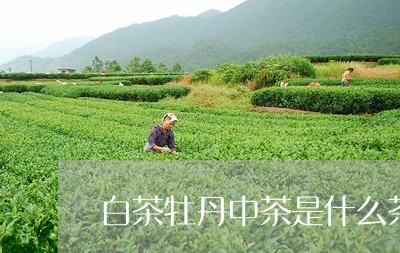 白茶牡丹中茶是什么茶种/2023082628816