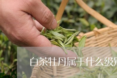 白茶牡丹属于什么级别/2023100683726