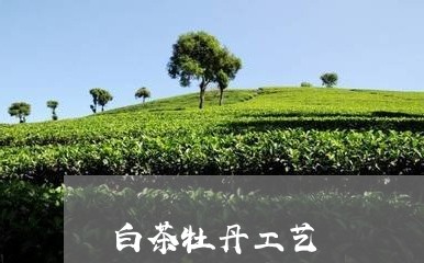 白茶牡丹工艺/2023052094938