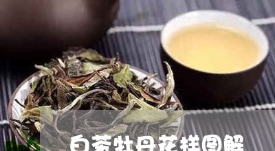 白茶牡丹花样图解/2023080207451