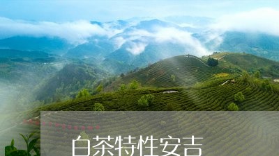 白茶特性安吉/2023052037361