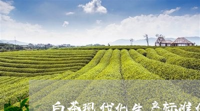 白茶现代化生产标准化研究/2023110651494