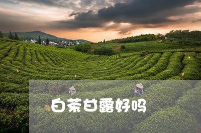 白茶甘露好吗/2023052057279