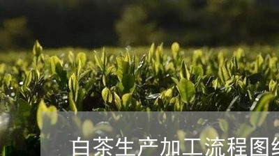 白茶生产加工流程图纸设计/2023110756472