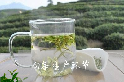 白茶生产环节/2023052084142