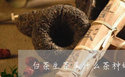 白茶生茶属什么茶种的特点/2023110795258