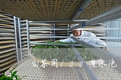 白茶用100度水泡/2023071346250