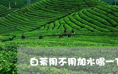 白茶用不用加水喝一下/2023100774747