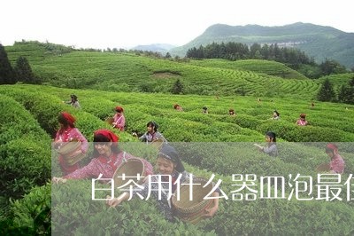 白茶用什么器皿泡最佳/2023100791502