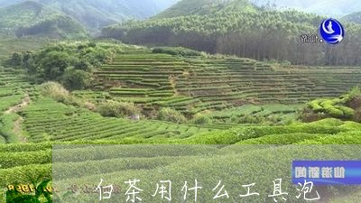 白茶用什么工具泡/2023080260894