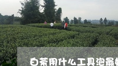 白茶用什么工具泡最好/2023100731593