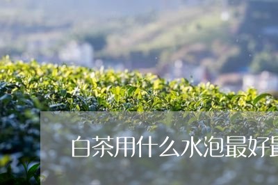 白茶用什么水泡最好最好喝/2023110751937