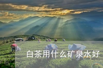 白茶用什么矿泉水好/2023072471607