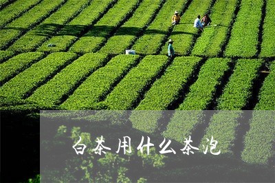 白茶用什么茶泡/2023060518281