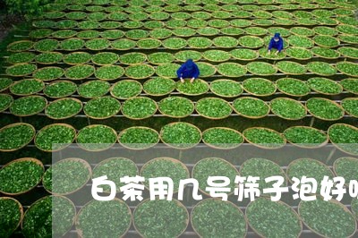 白茶用几号筛子泡好呢/2023100717040