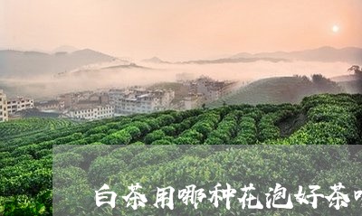 白茶用哪种花泡好茶喝/2023100636279