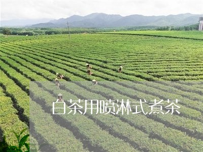 白茶用喷淋式煮茶/2023080243936