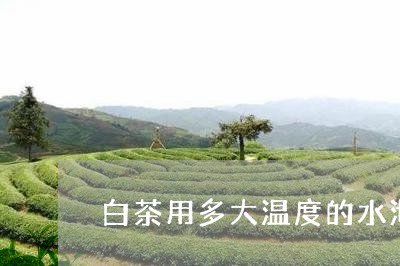 白茶用多大温度的水沏最好/2023110743837