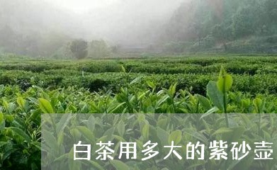 白茶用多大的紫砂壶/2023072441613