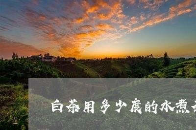 白茶用多少度的水煮茶/2023100627385