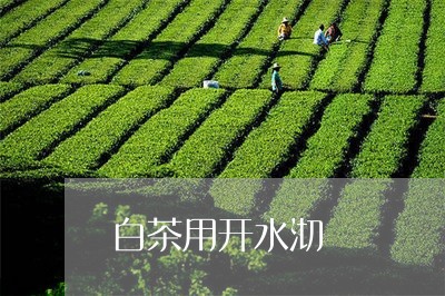 白茶用开水沏/2023052036048