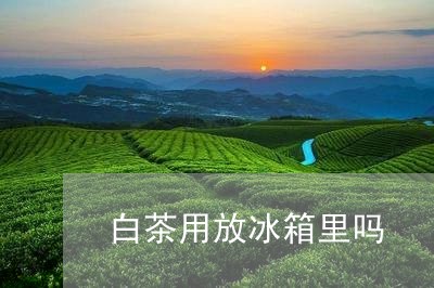 白茶用放冰箱里吗/2023080244059