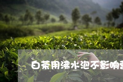 白茶用沸水泡不影响营养吗/2023110632037