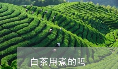 白茶用煮的吗/2023052021826