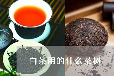 白茶用的什么茶树/2023080236260