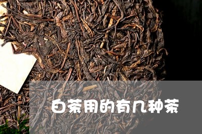 白茶用的有几种茶/2023080296061