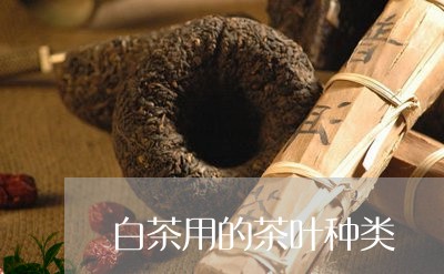 白茶用的茶叶种类/2023080261714