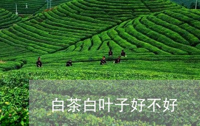 白茶白叶子好不好/2023080220493