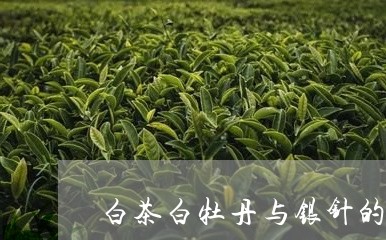 白茶白牡丹与银针的区别/2023092384138