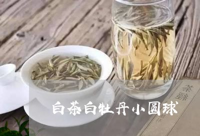 白茶白牡丹小圆球/2023090667682