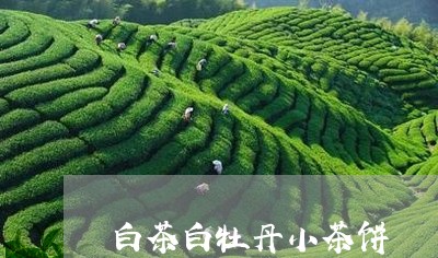 白茶白牡丹小茶饼/2023090545159