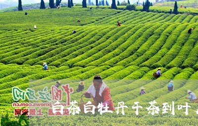 白茶白牡丹干茶到叶底/2023120939393