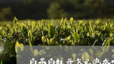 白茶白牡丹怎么泡水喝的/2023070130613