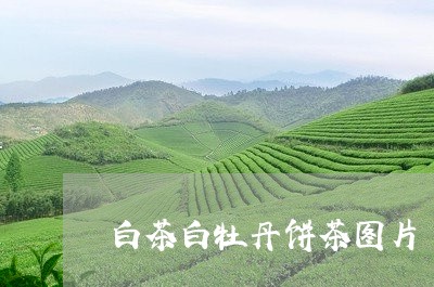 白茶白牡丹饼茶图片/2023072325181